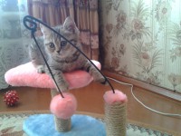 Знакомьтесь с новыми участниками конкурса "Котопес и К" - это кошки Соня и Мурка, а также котенок Масечка - Новости ТИА