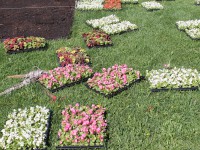 В Твери общая площадь цветников  в 2018 году составит 3750 квадратных метров - Новости ТИА