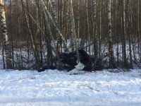 На базе отдыха под Кимрами насмерть разбился человек на снегоходе - новости ТИА