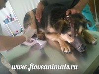 В Твери живодеры переломали пальцы собаке - Новости ТИА