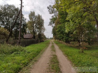 В районе деревни Протасово собаки вновь нападают на людей - Новости ТИА