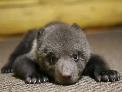 Биологи Центра спасения медвежат подглядывают за подопечными через объектив - Новости ТИА