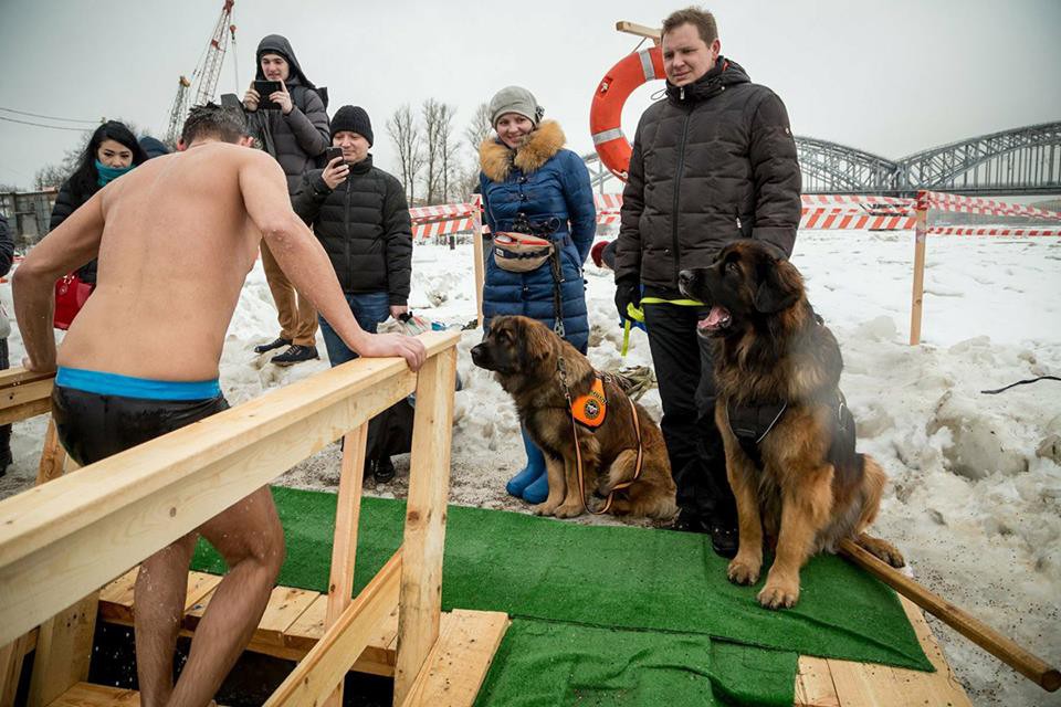 Redkaya Poroda Sobak V Tveri Leonberger Carina Tancuet Vmeste So Svoej Hozyajkoj Ninoj Nikolaevoj