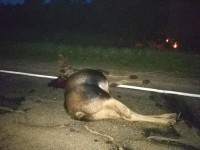 В Тверской области погиб 19-летний водитель после столкновения машины с лосем - Новости ТИА