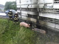 В Твери сотрудники МЧС ловят разбежавшихся после ДТП свиней - Новости ТИА