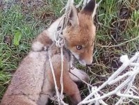 В Бергамо попавшего в сетку лисёнка по звонку мэра спасли полицейские - Новости ТИА