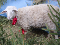 В Твери из рождественского вертепа сбежала овечка и бегала по центру города - новости ТИА