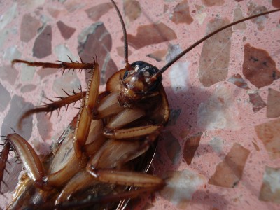 Роспотребнадзор предупреждает о нашествии тараканов - новости ТИА