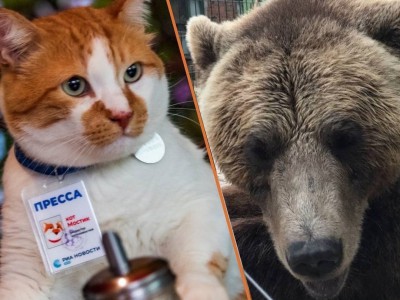 Знаменитый медведь Мансур дал шуточное интервью коту-журналисту из Крыма - новости ТИА