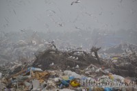 Администрация Твери: на закрытие старой свалки отведено 10 дней - Новости ТИА