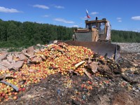 С начала года в Тверской области уничтожили более 280 тонн фруктов и овощей - новости ТИА