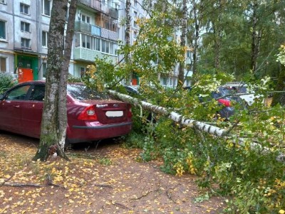 В Тверской области дерево упало на автомобиль - новости ТИА