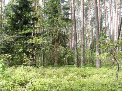 В Рамешках с черного лесоруба взыскали 9 млн рублей - новости ТИА
