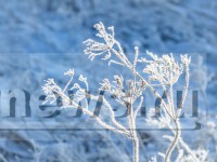 В Тверскую область вернулись морозы - Новости ТИА