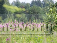 В Тверскую область возвращается лето - Новости ТИА