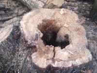 В парке Победы началась санитарная обрезка деревьев - Новости ТИА