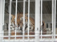 Тигра Барсика, после укусов которого умер дальнобойщик, передадут в зоопарк - новости ТИА