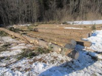 За вырубку 26 деревьев двум жителям Тверской области грозит до 7 лет тюрьмы - Новости ТИА