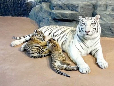 Депутат опубликовал фото семейства тверского тигра Барсика - Новости ТИА