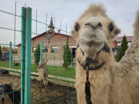 В Тверской области живет верблюжонок Томмис, мечтающий выполнять трюки, как лошади - новости ТИА