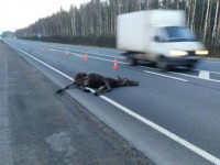 В Тверской области в ДТП пострадал водитель и погиб лось - Новости ТИА