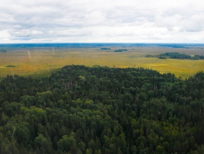 Тверская область вошла в ТОП-10 по эффективности ведения лесного хозяйства - новости ТИА
