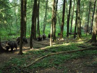 Центр спасения медвежат-сирот в Тверской области лишился финансирования - Новости ТИА