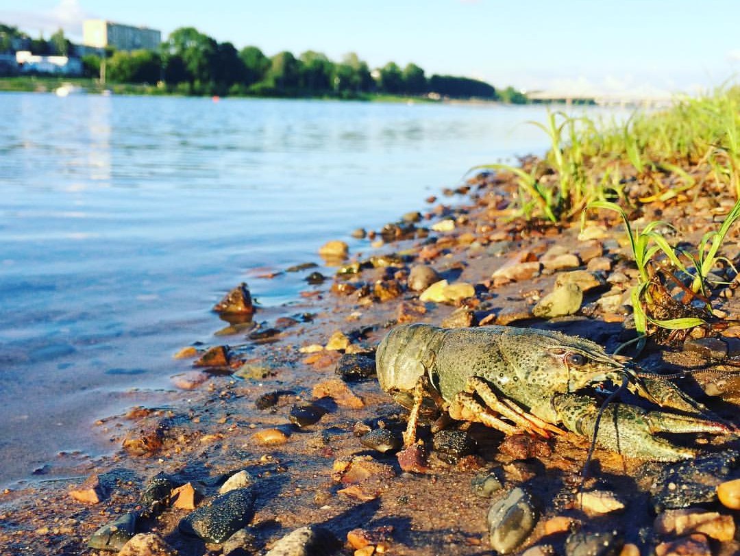 В Твери в Волге водятся раки