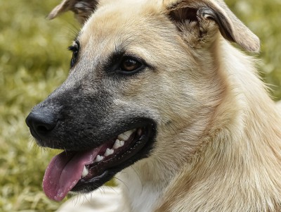 В деревне в Тверской области у собаки обнаружили бешенство - Новости ТИА