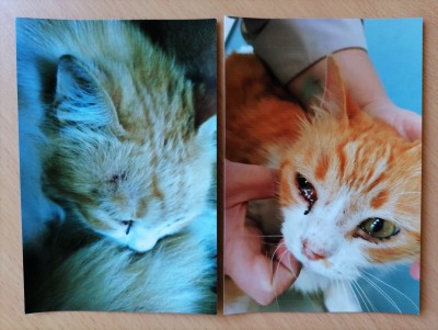 В Осташкове женщина и дети поймали кота и пытались забить кирпичом - Новости ТИА