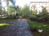 В Тверской области сильнейший ураган повалил деревья и оборвал провода - Новости ТИА