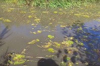 В небольшой речушке в Тверской области вместо воды - моча и экскременты свиней - Новости ТИА