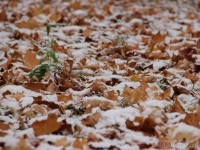 МЧС предупреждает, что на Тверскую  область надвигается снег - новости ТИА
