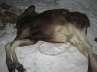 В Тверской области задержали трех браконьеров с убитым лосем - новости ТИА