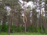 Лесной фонд Тверской области увеличится почти на 300 га - новости ТИА