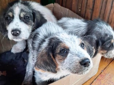 Корреспондент ТИА и тверские зоозащитники спасают больных щенков в Абхазии - Новости ТИА