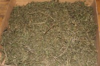 В Тверской области у мужчины изъяли почти 11 килограммов марихуаны, задержанный уверяет, что нашел траву в лесу - новости ТИА