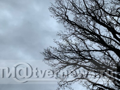Дерево насмерть придавило человека в Тверской области - новости ТИА