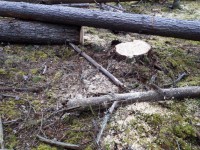 В Тверской области задержали браконьеров , которые напилили леса на 1,5 миллиона рублей - Новости ТИА