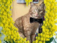 Жительниц Тверской области поздравил кот-библиотекарь  - Новости ТИА