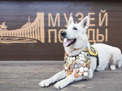 Музей Победы проводит конкурс ко Дню фронтовой собаки - Новости ТИА