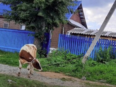 В Тверской области бык ворвался во двор и устроил погром в доме - Новости ТИА