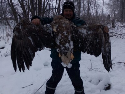 В Тверской области страшной смертью погиб орлан-белохвост - новости ТИА