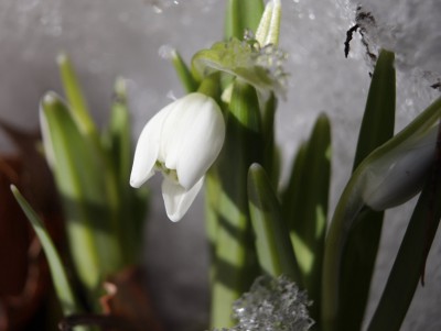 Ботанический сад приглашает встретить весну "Под музыку капели" - Новости ТИА