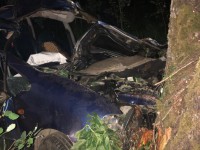 В Тверской области водитель сбил лося и врезался в дерево - Новости ТИА