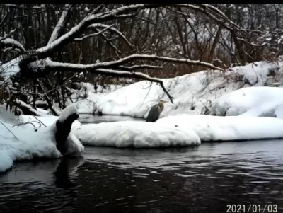 Под Тверью на реке осталась зимовать серая цапля - новости ТИА
