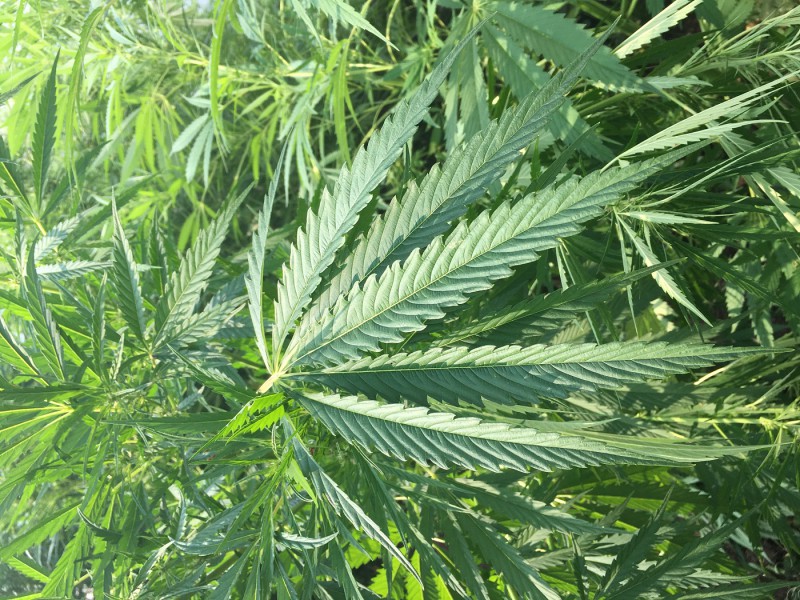 Выращивание конопли 231 авитаминоз и марихуана