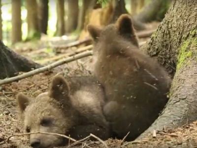 Биологи Центра спасения медвежат рассказали, кто мешает спать косолапым - новости ТИА