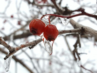 Жителей Тверской области предупреждают о ледяном дожде  - новости ТИА
