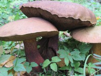 Вездесущие грибы: о редких видах, съедобных и опасных, о размножении, о тверских шампиньонах и прогнозах на сентябрь   - Новости ТИА